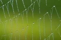 Spinnennetz nach Donaunebel